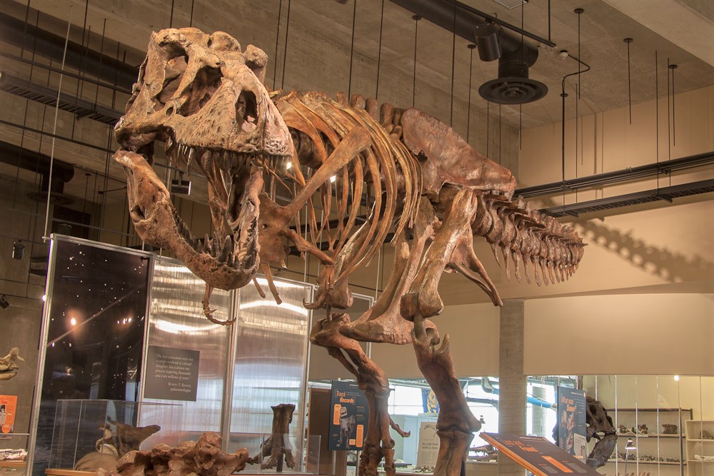 Scotty, the world’s largest T-Rex, is coming to Regina ...