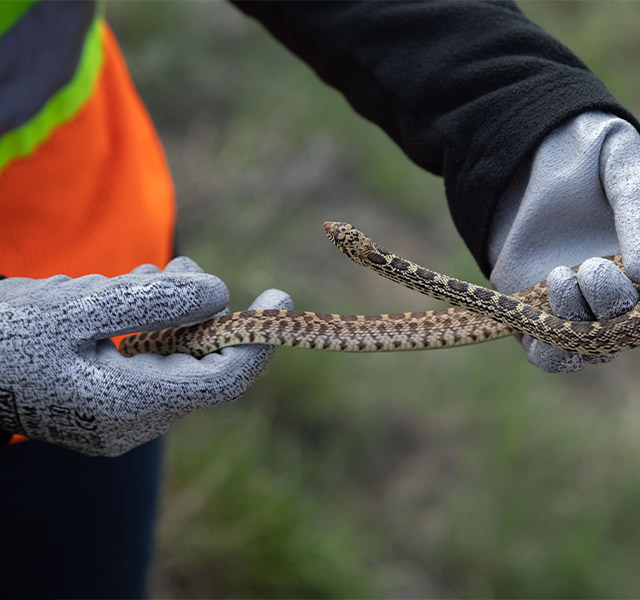 An expert assesses a snake near a hibernaculum as part of the Keystone XL pipeline project’s snake monitoring program.