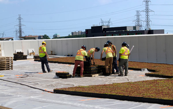Landscape crews unpack sedum trays from pallets craned onto the roof. Trays are locked into place on the roof in a carefully co-ordinated exercise so the sedums within create the desired pattern from above.
